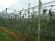 dark-green hdpe anti حبّة برد شبكة مع uv لزراعة, 30gsm - 50gsm